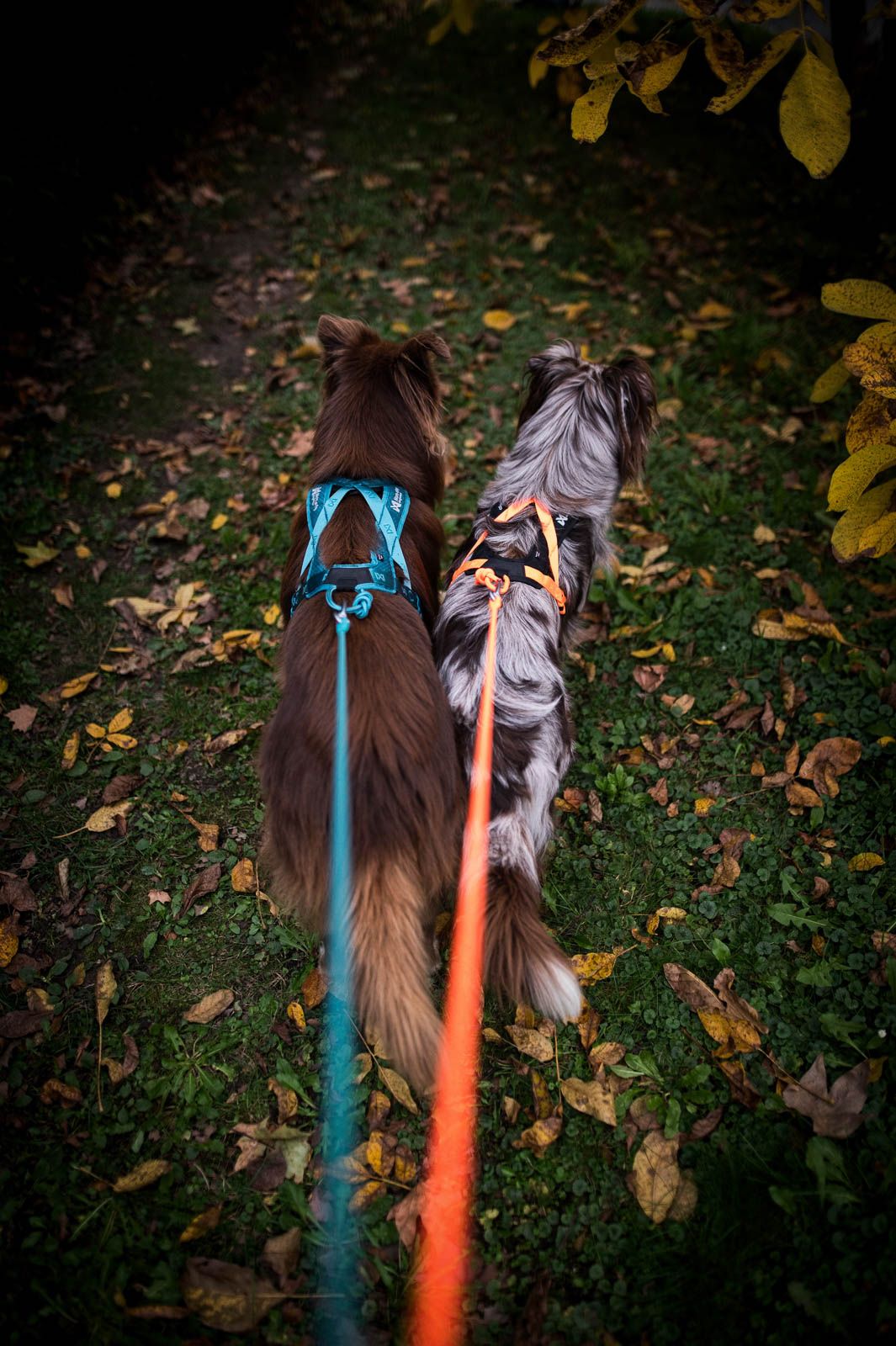 Rush Harness (Non - Stop Dogwear) - SnowPaw Store - Non - Stop Dogwear - Dog Harness
